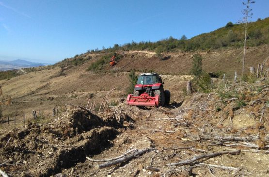 Repoblación forestal Arguiñano-Vidaurre