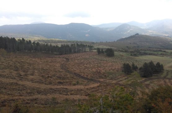 Servicio de repoblación forestal en Arguiñano-Vidaurre